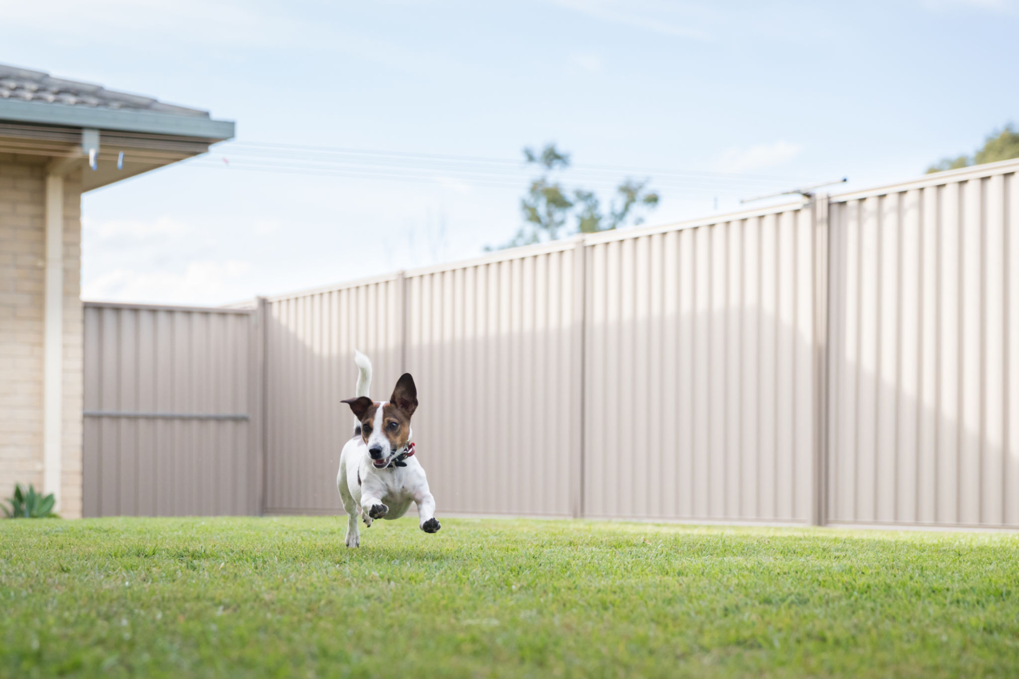 dogs in yard