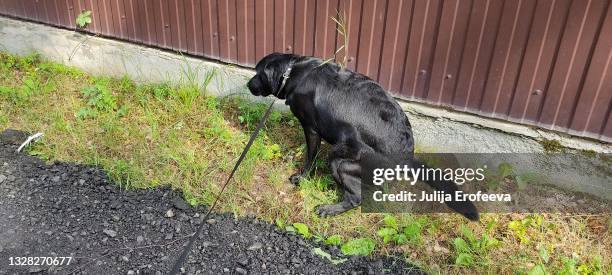 dog pooping on the grass - dog poo grass stock pictures, royalty-free photos & images