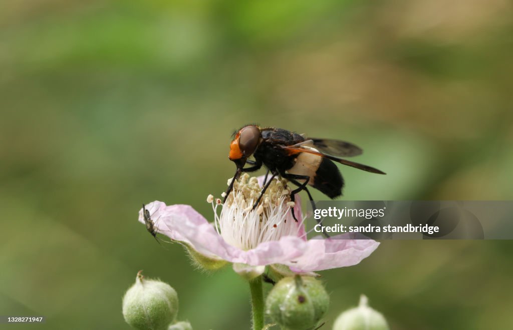 A Hoverfly, Pellucid Fly, Volucella pellucens, pollinating a Blackberry flower.