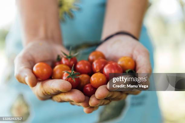 close-up of a woman's hands holding organic cherry tomatoes. - tomate cerise photos et images de collection