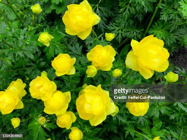 close-up of globeflowers - globe flower stock pictures, royalty-free photos & images
