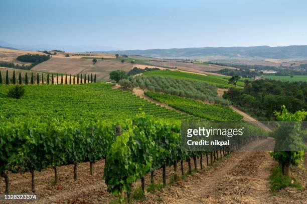 vigneti a montalcino patria del famoso vino brunello -toscana - italia - vineyard leafs foto e immagini stock