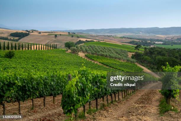 vineyards in montalcino home of famous brunello wine -tuscany - italy - siena italy stock pictures, royalty-free photos & images