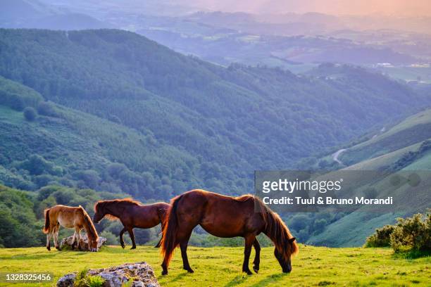 rance, basque country, pasture at the col des veaux - caballo fotografías e imágenes de stock