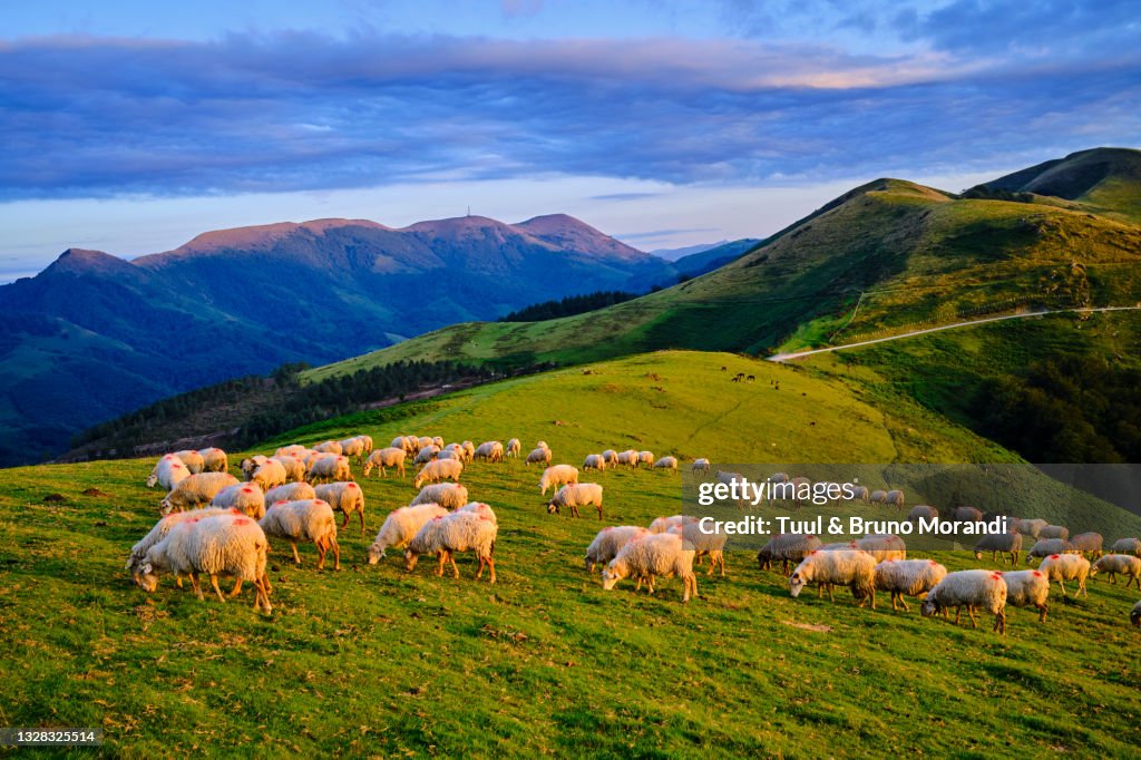 Rance, Basque Country, pasture at the col des veaux