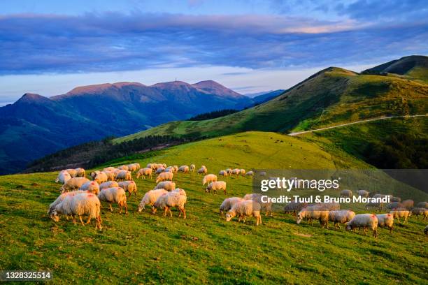 rance, basque country, pasture at the col des veaux - pais vasco stock-fotos und bilder