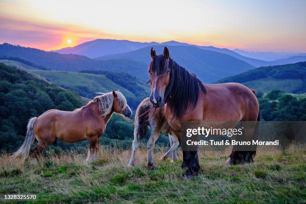 pyrénées-atlantiques, basque country, aldudes valley - pais vasco stock-fotos und bilder