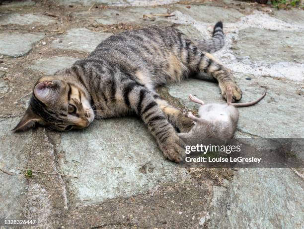 tabby cat that has just caught and killed a rat - domestic cat stalking stock pictures, royalty-free photos & images