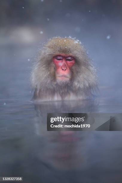 snow monkey - japanese macaque stockfoto's en -beelden
