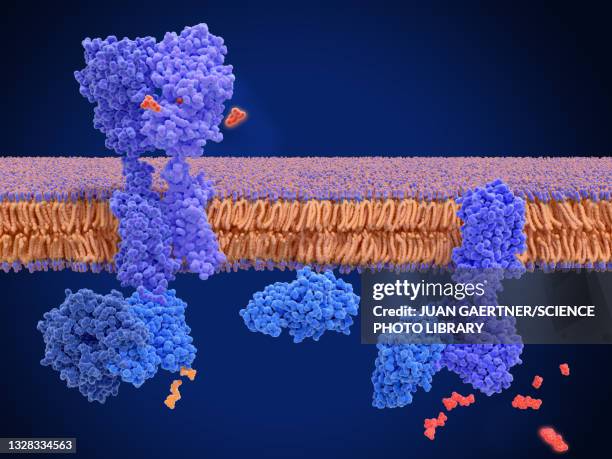 gaba b receptor binding to baclofen, molecular model - receptor stock illustrations