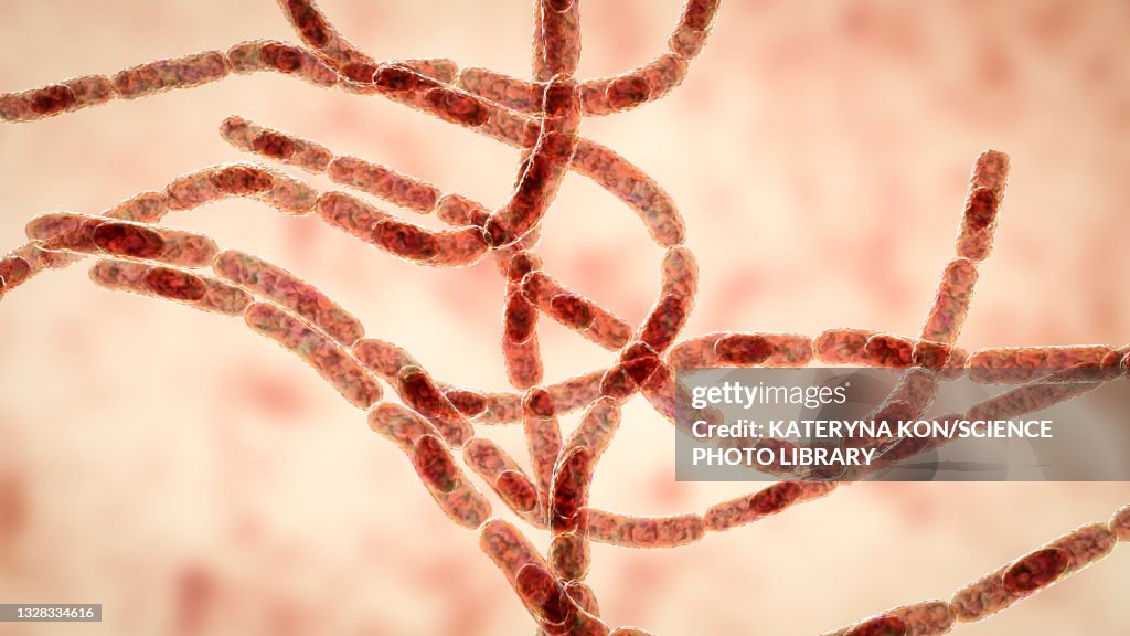 Anthrax bacteria, illustration