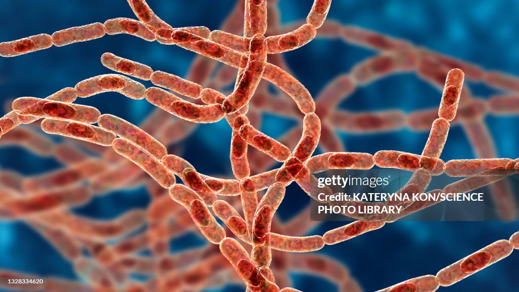 Systemic Anthrax Anthrax Bacteria