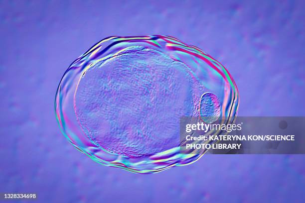 fat cells, illustration - adipose cell stock illustrations