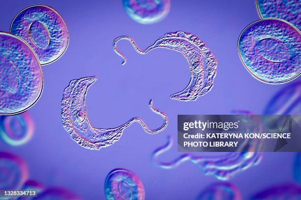 Trypanosoma Brucei trypanosoma-brucei