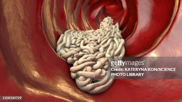 round worms in human intestine, illustration - taenia saginata stock illustrations