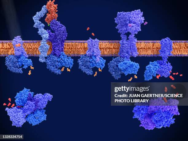 g protein-coupled receptors, molecular model - receptor stock illustrations