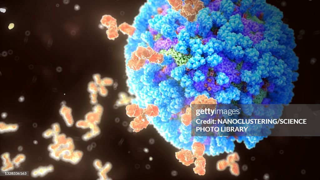 Antibodies binding influenza virus, illustration