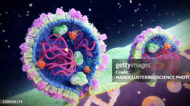 arenavirus particles budding, illustration - rna stock-fotos und bilder