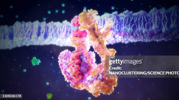 atp synthase enzyme complex, illustration - adenosine triphosphate stockfoto's en -beelden