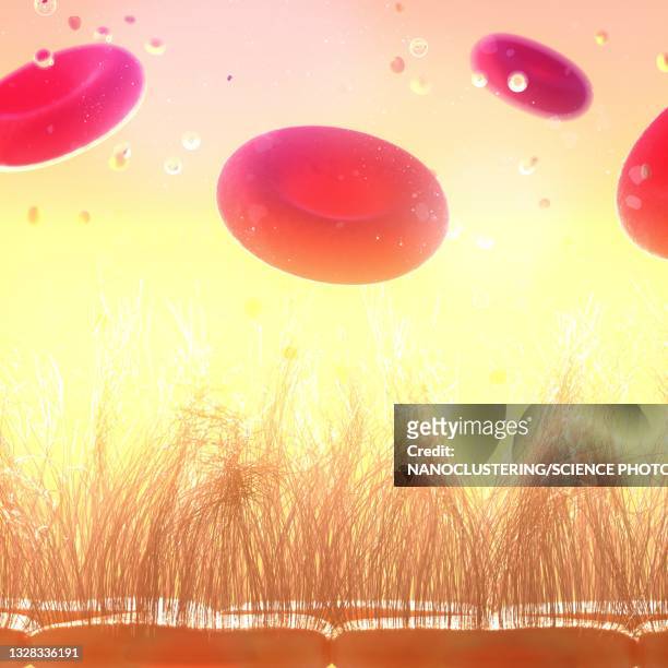 glycocalyx on endothelial cell surface, illustration - filament fin photos et images de collection