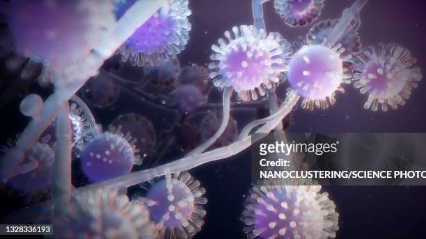 histoplasma capsulatum fungus, illustration - infectious disease stockfoto's en -beelden