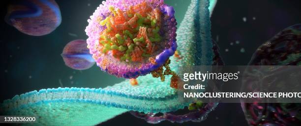 ldl receptors on cell membrane, illustration - biology stock pictures, royalty-free photos & images