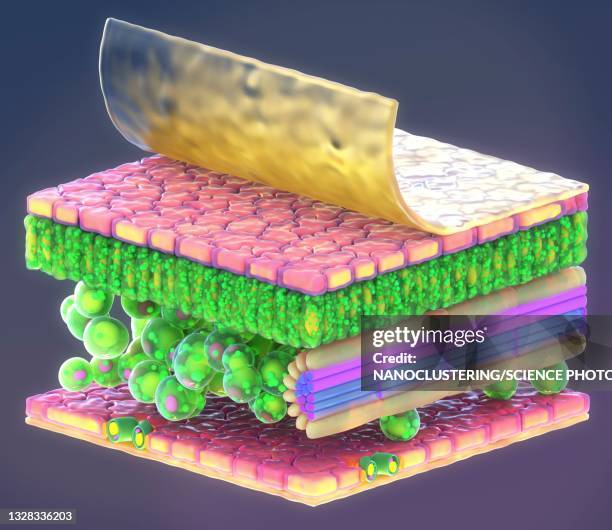 plant leaf structure, illustration - dermis stock illustrations