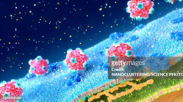 microviruses at a bacterial cell wall, illustration - バクテリオファージ ストックフォトと画像