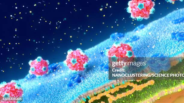 microviruses at a bacterial cell wall, illustration - spike protein stock pictures, royalty-free photos & images