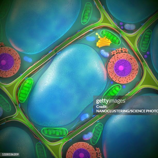 ilustrações de stock, clip art, desenhos animados e ícones de plant cell structure, illustration - célula vegetal