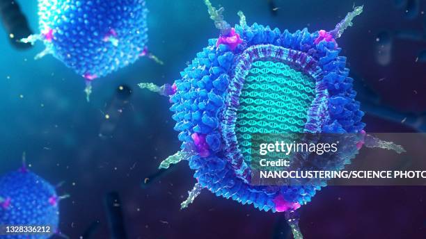 prd1 bacteriophage, illustration - capsid stockfoto's en -beelden