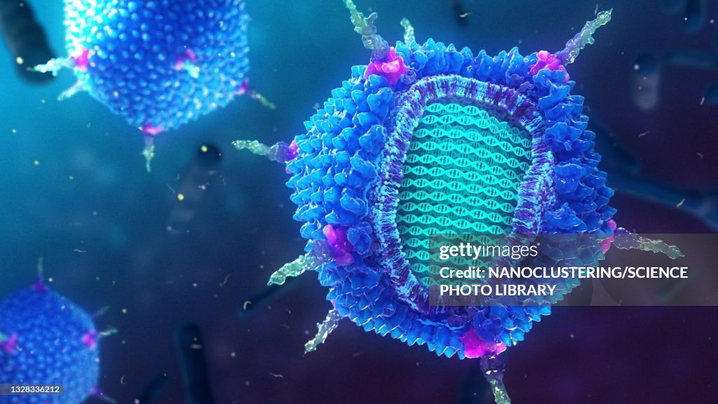 PRD1 bacteriophage, illustration