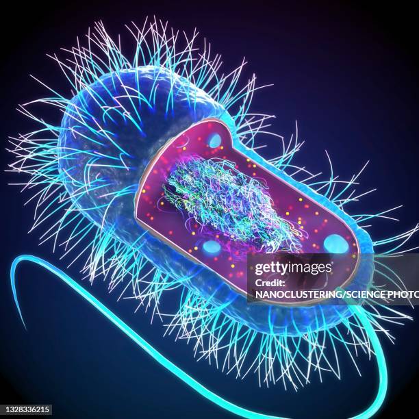 prokaryotic cell structure, illustration - conjugation biological process stock illustrations