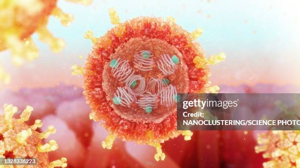 rotavirus structure, illustration - arthropod borne viruses stock pictures, royalty-free photos & images