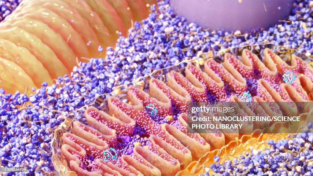 Mitochondria cross-section, illustration