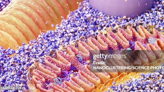 Mitochondria cross-section, illustration Mitochondria cross-section, illustration