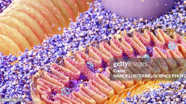 mitochondria cross-section, illustration - metabolism 個照片及圖片檔