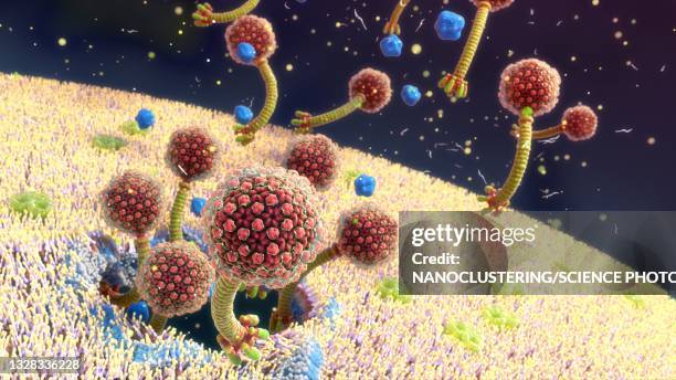 siphoviruses exiting an infected bacterium, illustration - バクテリオファージ ストックフォトと画像