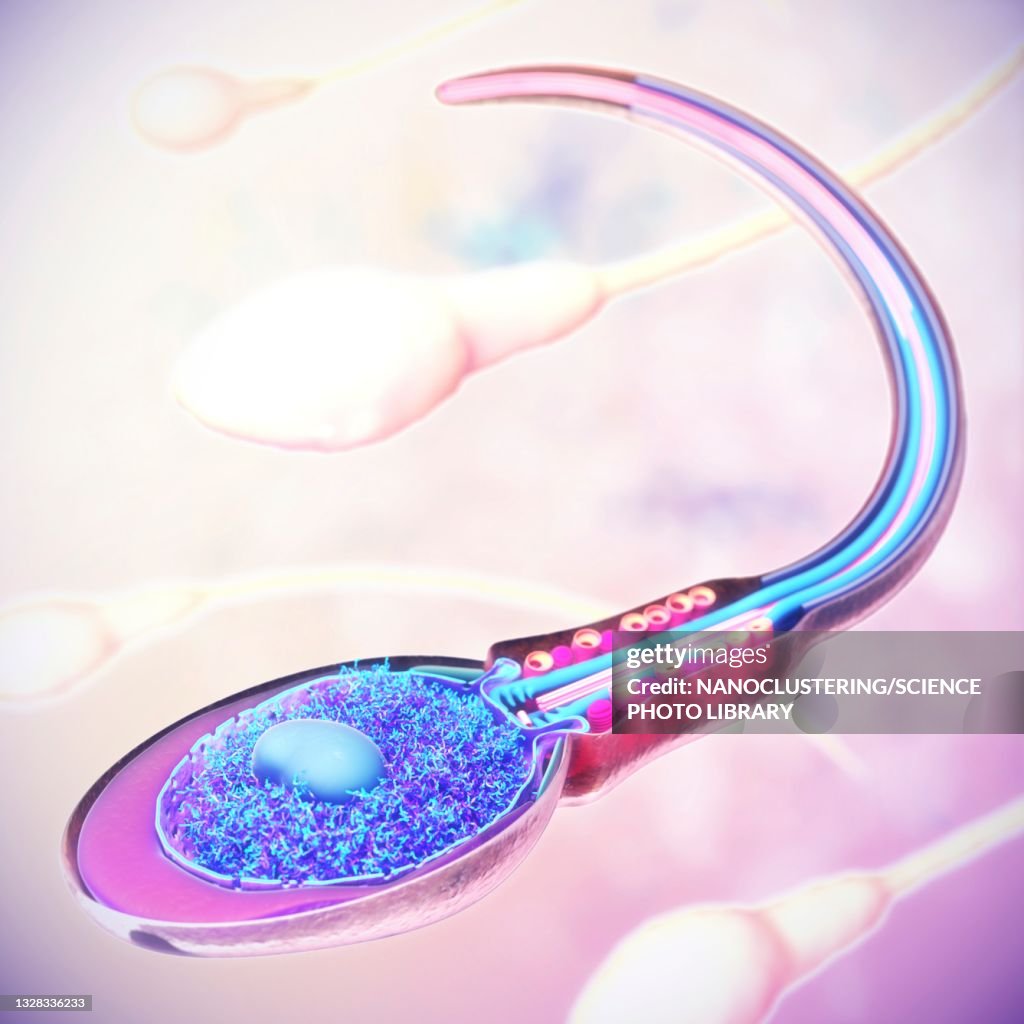Sperm cell anatomy, illustration