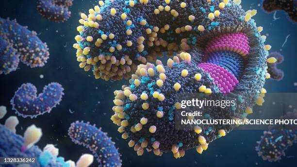 torovirus structure, illustration - rna stock pictures, royalty-free photos & images