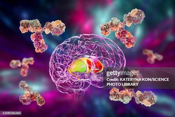 anti-basal ganglia antibodies, illustration - cerebral nuclei stock-grafiken, -clipart, -cartoons und -symbole