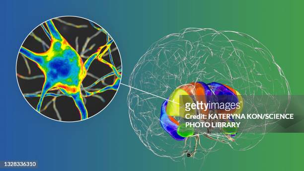 dorsal striatum and neurons in the brain, illustration - neuropathy stock-grafiken, -clipart, -cartoons und -symbole