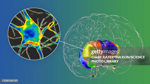 stockillustraties, clipart, cartoons en iconen met dorsal striatum and neurons in the brain, illustration - neuropathy