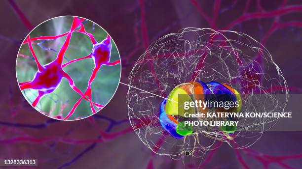 dorsal striatum and neurons in the brain, illustration - coronal section stock illustrations