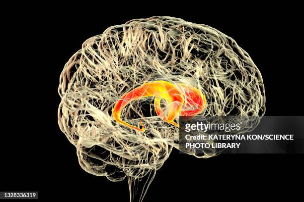 caudate nuclei highlighted in the human brain, illustration - cerebral hemisphere stock illustrations