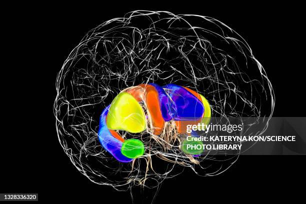 dorsal striatum in the brain, illustration - neuropathy stock-grafiken, -clipart, -cartoons und -symbole