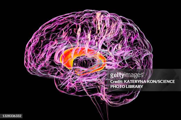 caudate nuclei highlighted in the human brain, illustration - cerebral hemisphere stock illustrations