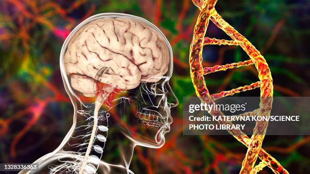 genetic brain disorders, conceptual illustration - genetische veränderung stock-grafiken, -clipart, -cartoons und -symbole