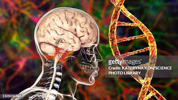genetic brain disorders, conceptual illustration - neuroscience stock illustrations