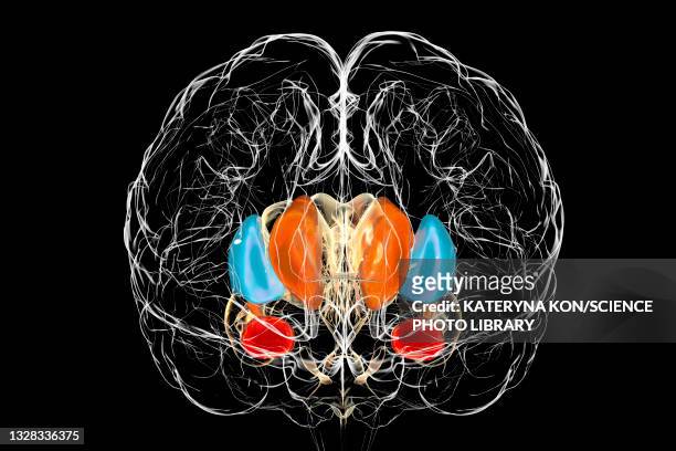 dorsal striatum in the brain, illustration - cerebral hemisphere stock-grafiken, -clipart, -cartoons und -symbole